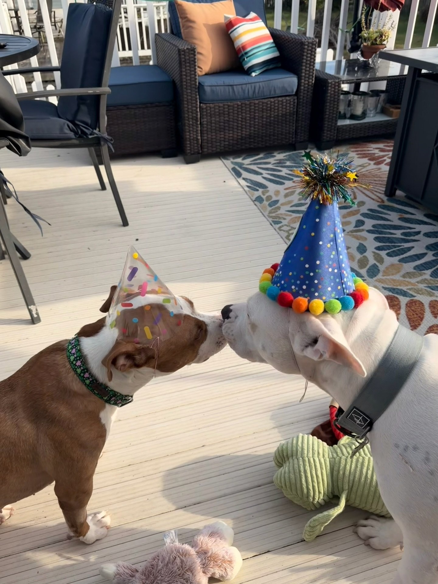 Mick and Penelope in birthday hats